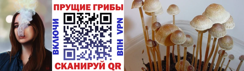 Купить  Ростов-на-Дону  Галлюциногенные грибы Magic Shrooms 